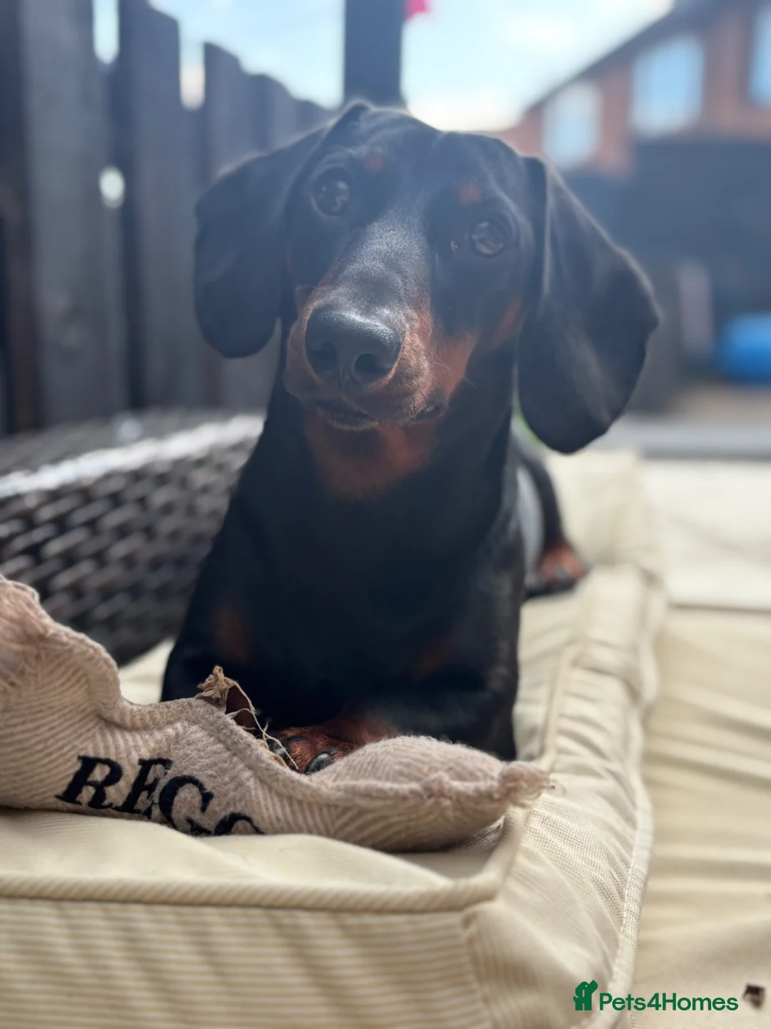 Miniature Dachshund dogs for sale: 18month old male mini dachshund - Advert 2