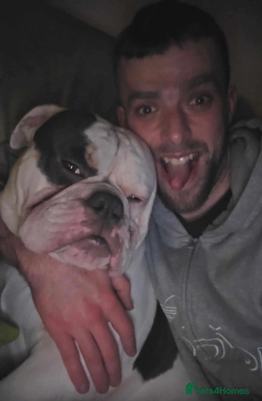 Olde English Bulldogge dogs for sale: Olde English Bulldog - Advert 2