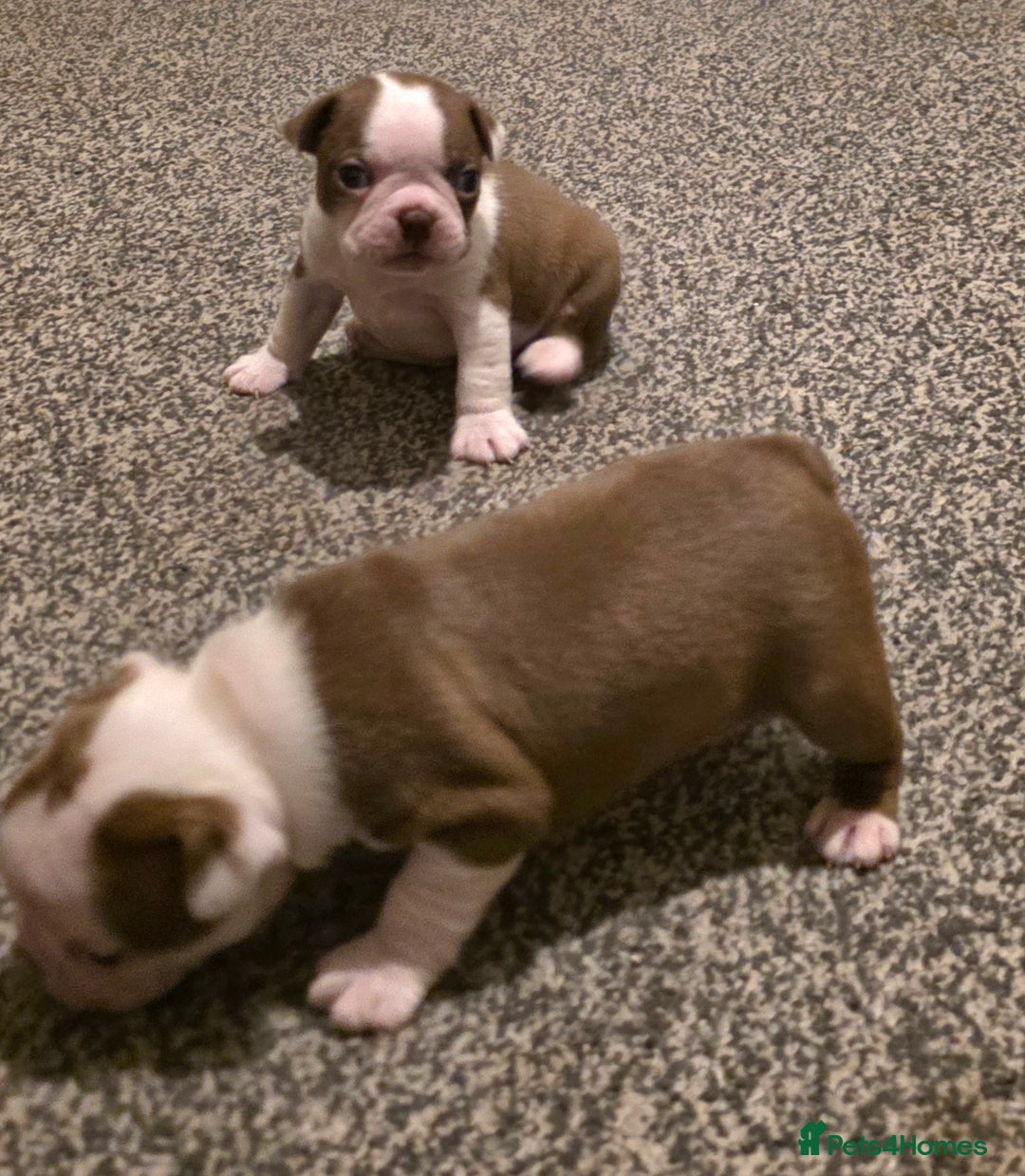 Boston Terrier dogs for sale: Stunning KC Reg Boston Terrier last girl left - Advert 18