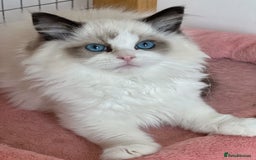 Ragdoll cats for sale: TICA Registered EU famous R bloodline  - Image 5