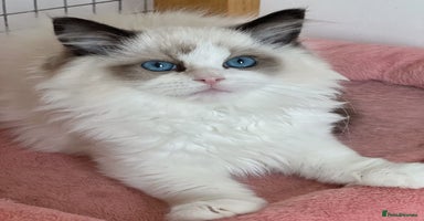 Ragdoll cats - Advert 2