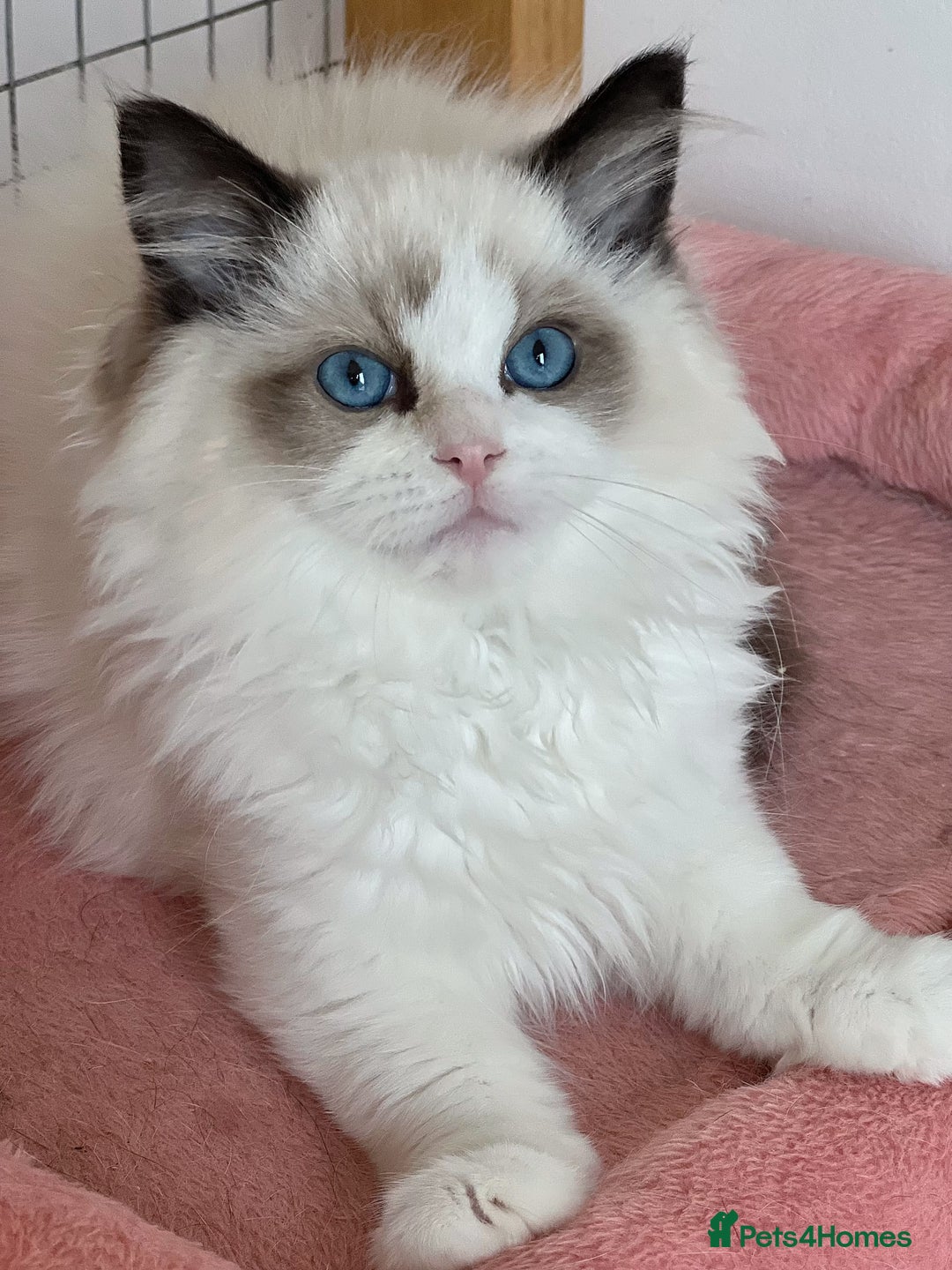 Ragdoll cats for sale: TICA Registered EU famous R bloodline  - Image 5