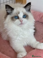 Ragdoll cats - Advert 2