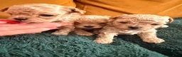Maltipoo dogs for sale: 🤎Beautiful litter of Mini Mini Matipoo 🤎 in London - Advert 4