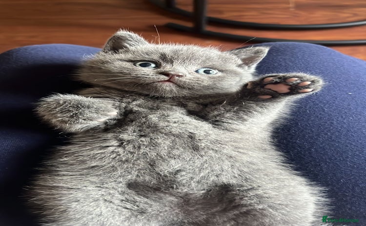 British Shorthair cats - Advert 1