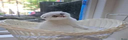 Scottish Fold cats for sale: Tica full pedigree scottish fold kittens london  - Advert 12