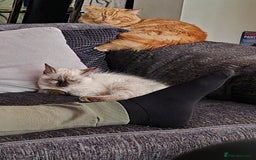 Turkish Angora cats for sale: Turkish angora  - Image 23