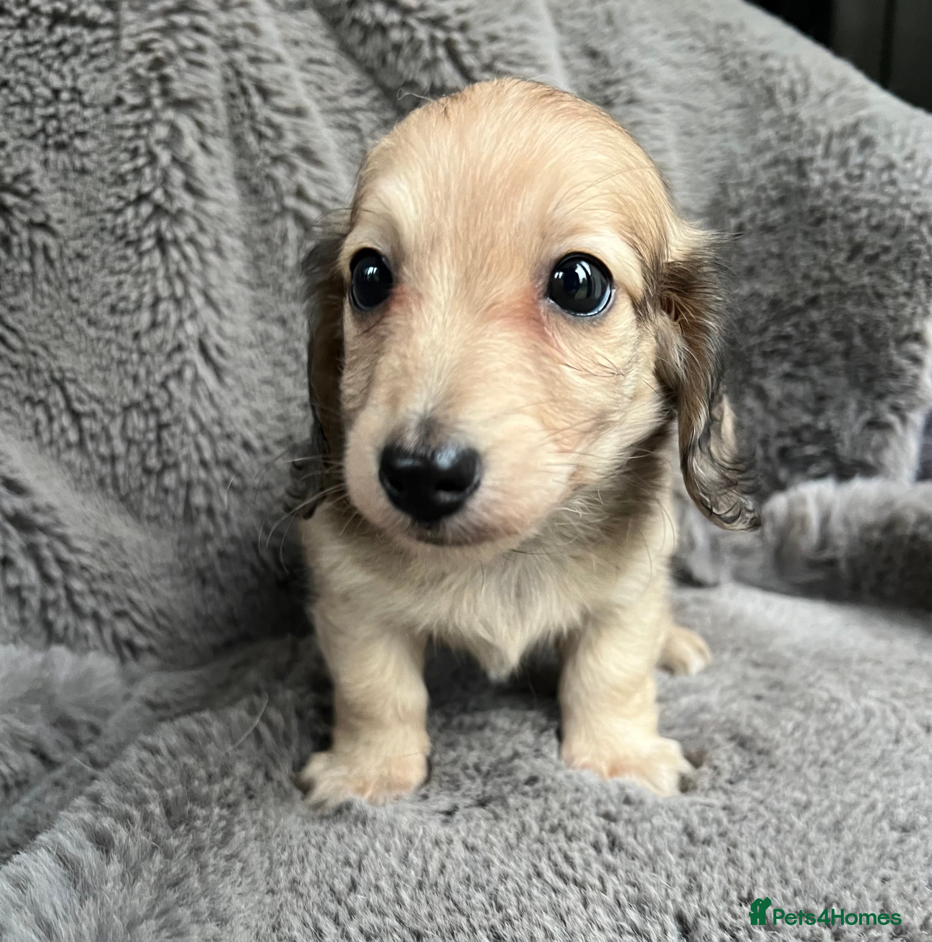 Miniature Dachshund dogs Shaded cream miniature dachshund girl - Advert 16