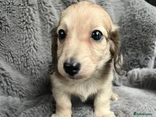 Miniature Dachshund dogs Shaded cream miniature dachshund girl - Advert 16