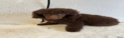 Toy Poodle dogs for sale: Three stunning toy poodle girls  - Advert 5