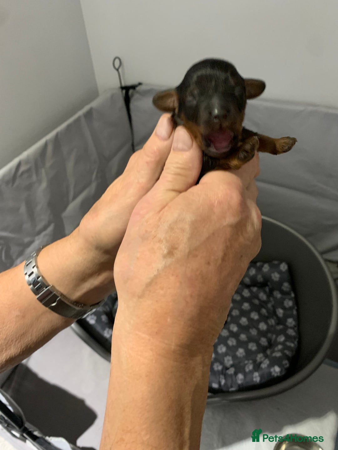 Mixed Breed dogs for sale: Mauxie - Image 2