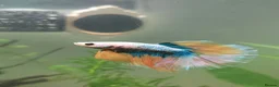 Bettas fish for sale: Male half-moon betta fish in Saint Leonards-on-sea - Advert 1