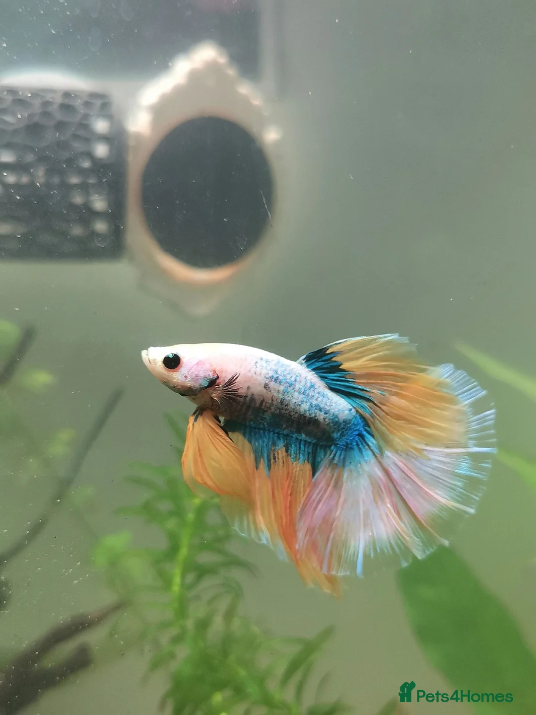 Bettas fish for sale: Male half-moon betta fish in Saint Leonards-on-sea - Advert 1