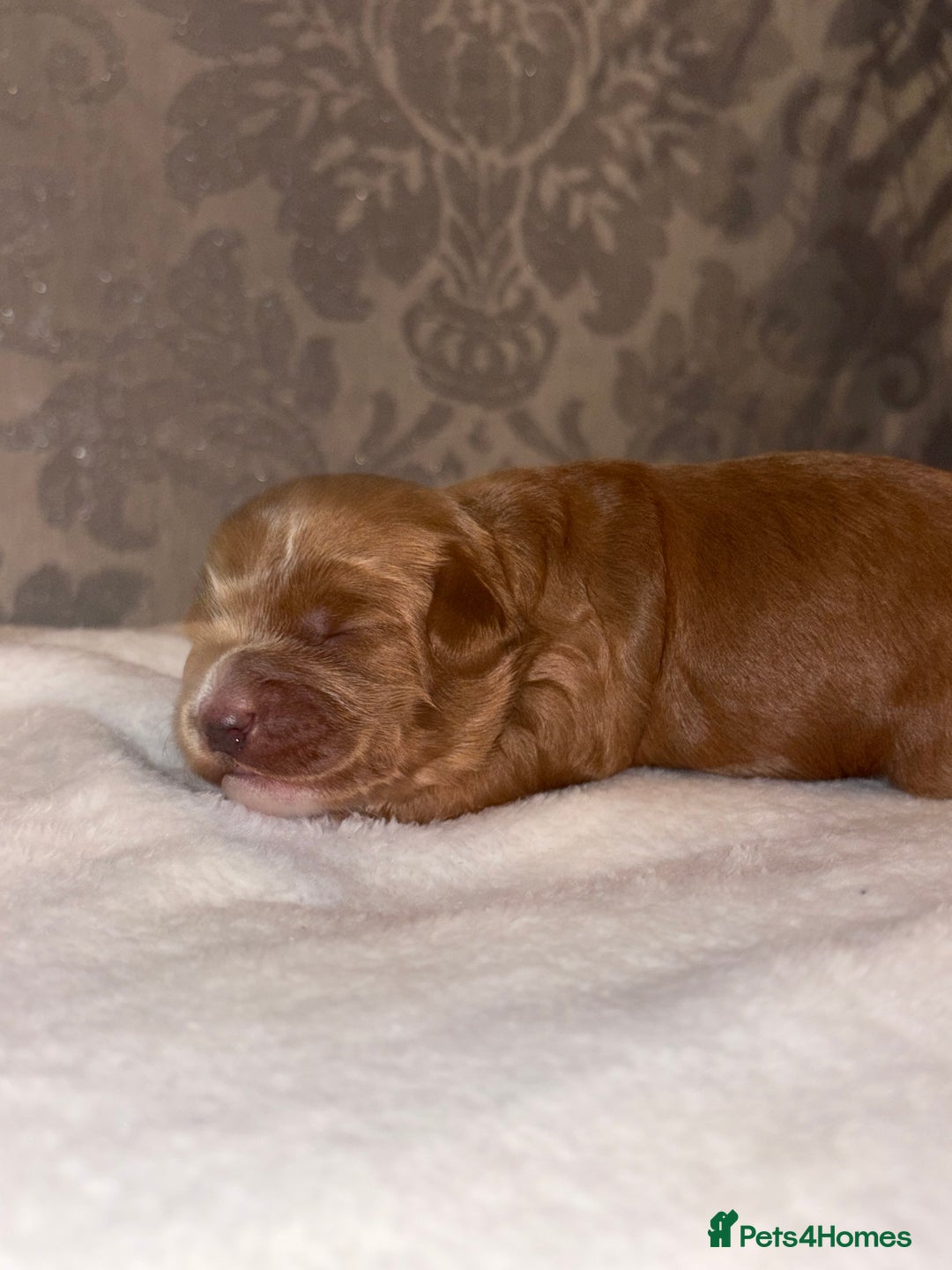 Cockapoo dogs for sale: F1B Cockapoo’s - Advert 12