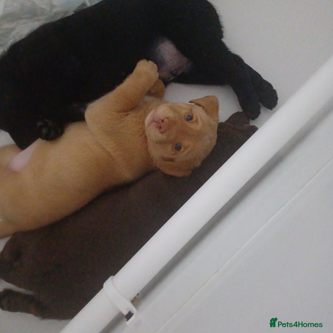 Labrador Retriever dogs for sale: Labrador puppies - Advert 10