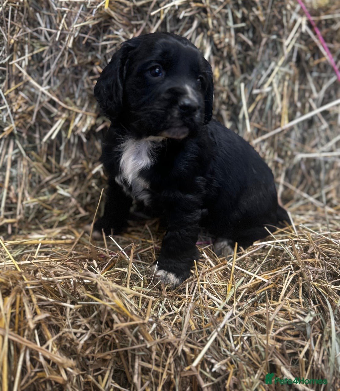 Cocker Spaniel dogs for sale: Health Tested Clear KC Registered Working Cockers - Advert 20