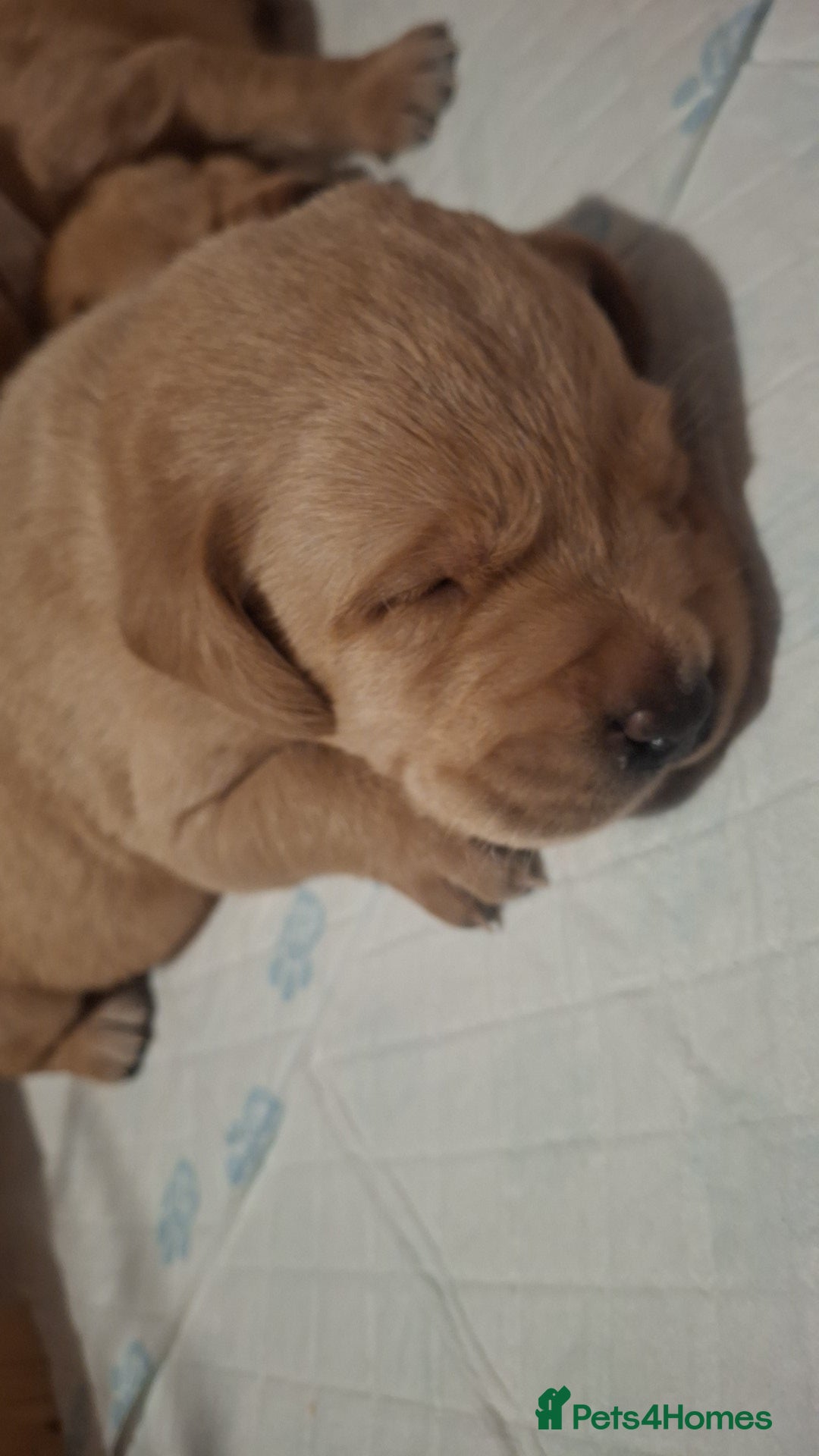 Labrador Retriever dogs Beautiful fox red and yellow labrador puppies  - Advert 2