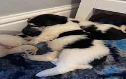 Newfoundland dogs for sale: QUALITY KC REGISTERED NEWFOUNDLAND PUPPIES - Image 6