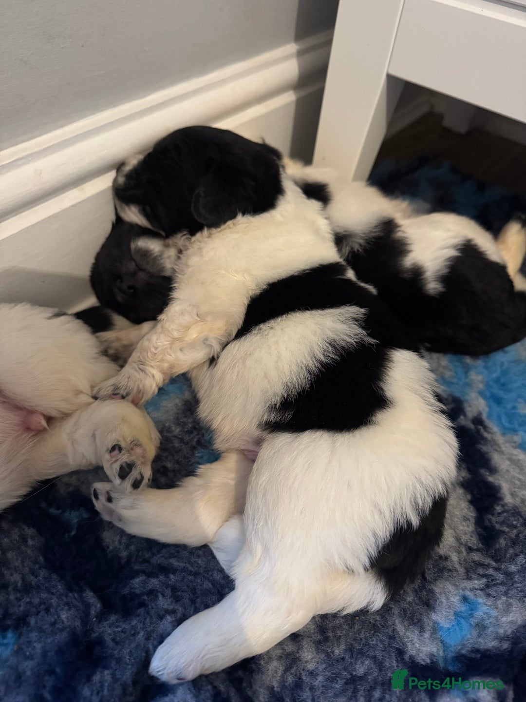Newfoundland dogs for sale: QUALITY KC REGISTERED NEWFOUNDLAND PUPPIES - Image 6