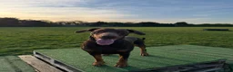 Dobermann dogs for stud: King Zeus-For Stud  - Advert 4