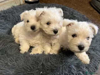 West Highland Terrier dogs Pedigree West Highland Terriers for sale. - Advert 5