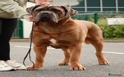 Cane Corso dogs for stud: *HEATH TESTED* Stud available CLIFFORD  - Image 2