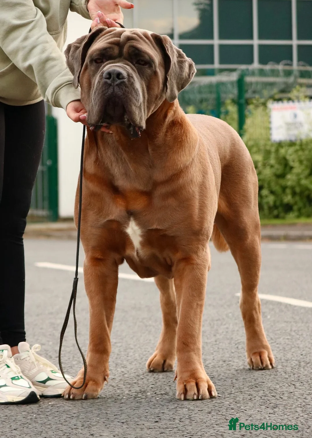 Cane Corso dogs for stud: *HEATH TESTED* Stud available CLIFFORD  - Advert 3