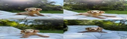 Cockapoo dogs for sale: F2b cockapoo puppies - Advert 7