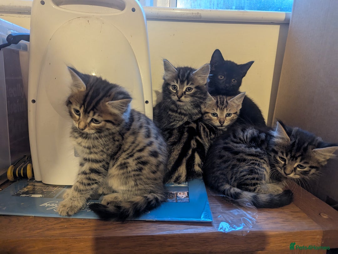 Mixed Breed cats for sale: Beautiful Kittens Ready Now - Image 1