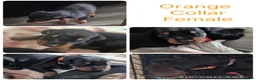 Dobermann dogs for sale: Dobermans For sale. in Oldbury - Advert 4