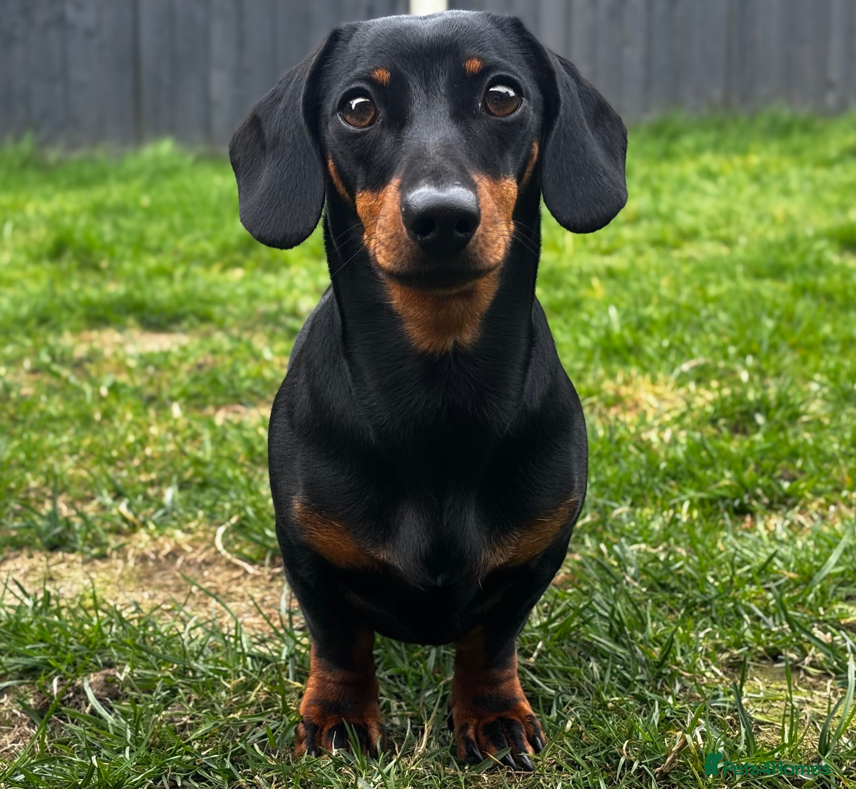 Miniature Dachshund dogs Buzz the KC mini Dachshund in Eastleigh - Advert 14