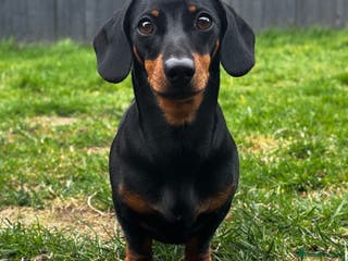 Miniature Dachshund dogs Buzz the KC mini Dachshund in Eastleigh - Advert 20