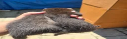 Ferret rodents for sale: 2 beautiful self black Ferret Kits - Advert 14