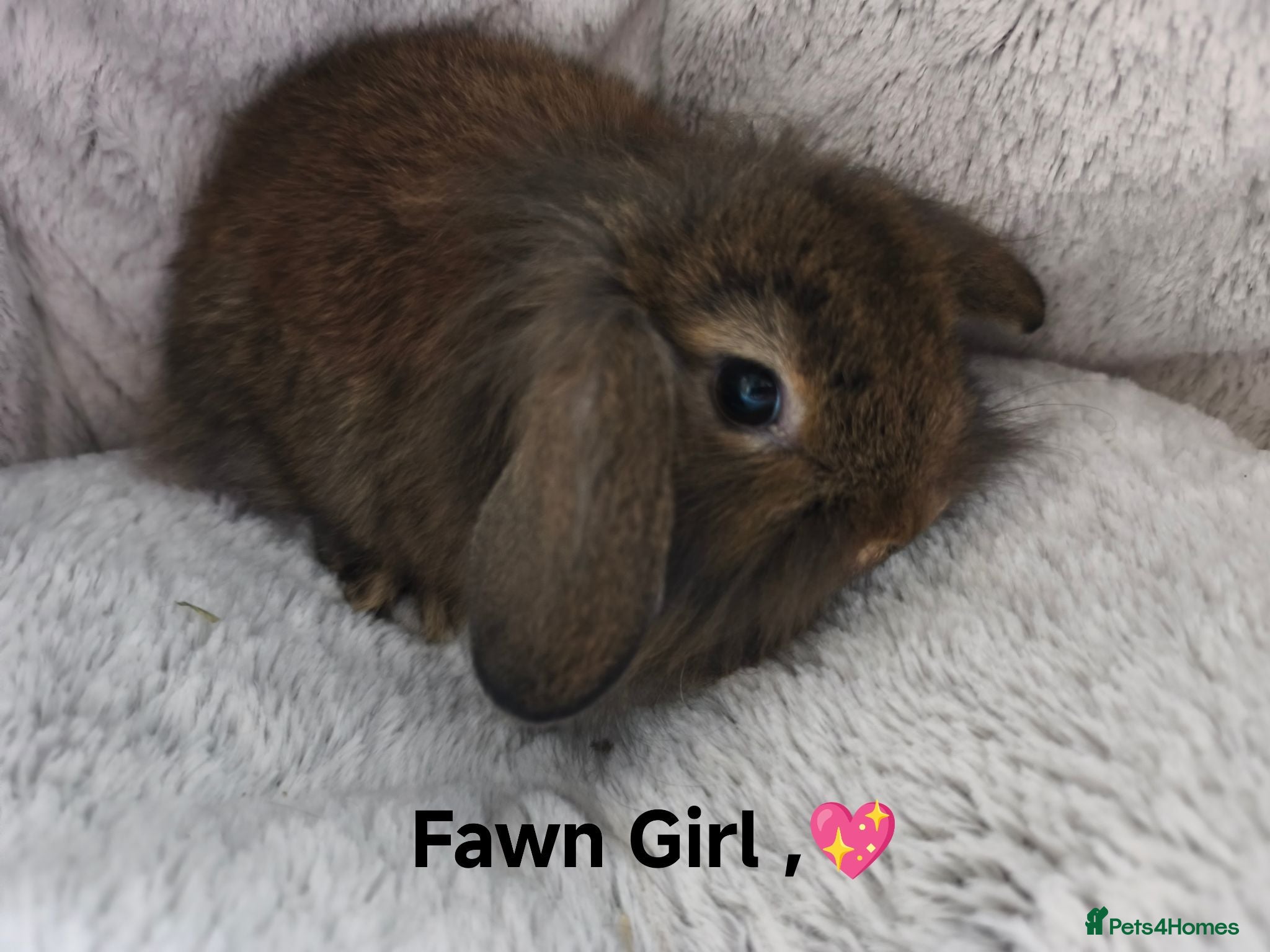 Mini Lop rabbits Ready 6th August - Advert 2