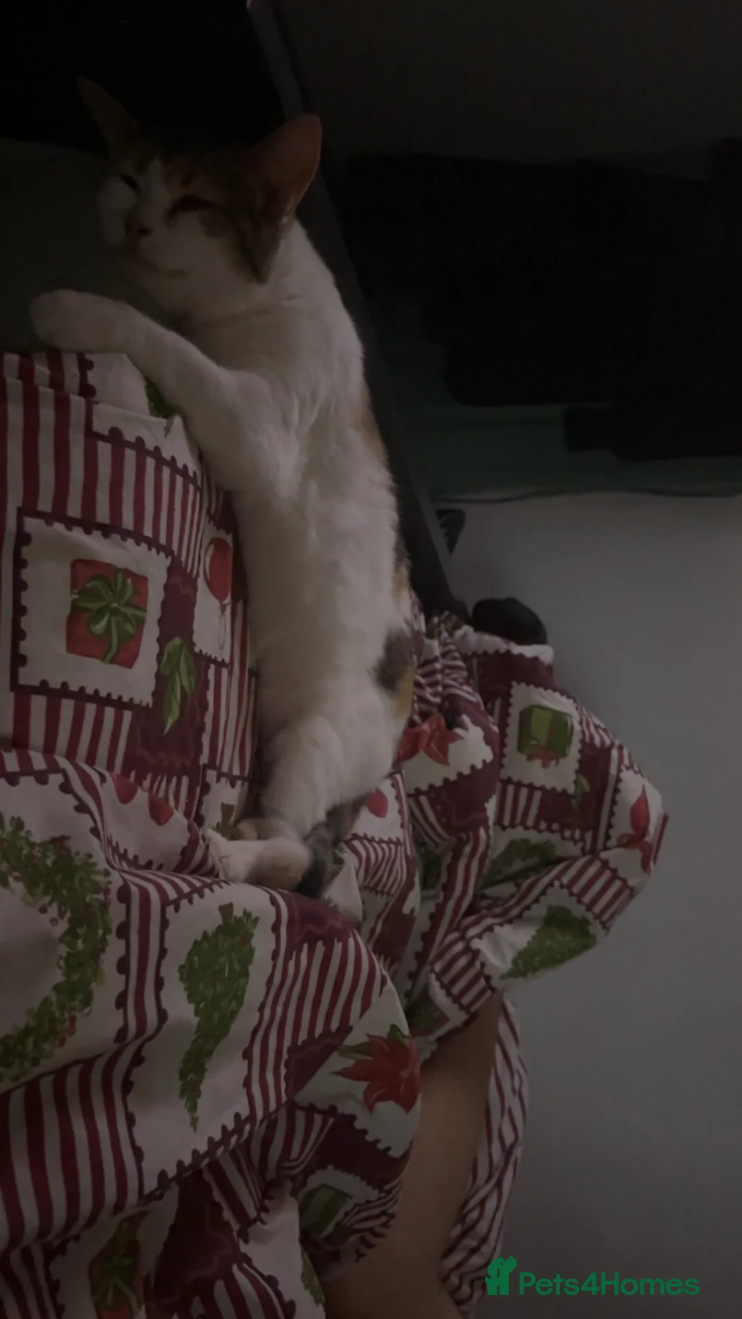 Mixed Breed cats for sale: 2 year old callico female  - Advert 5