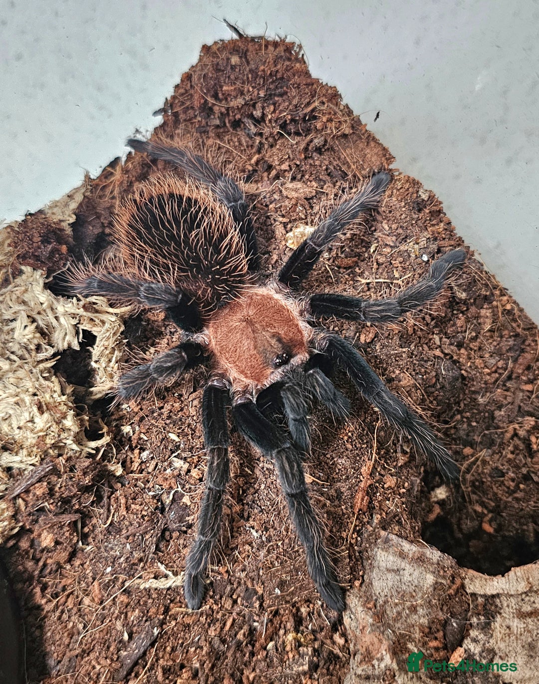 Tarantulas invertebrates for sale: Tarantulas  - Advert 3
