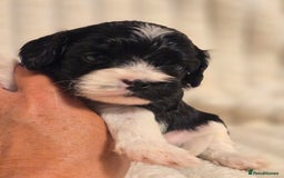Cavapoo dogs for sale: Adorable Cavapoo Pups fully health tested parents - Image 7
