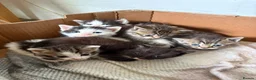 British Shorthair cats for sale: Five gorgeous soft kittens  - Advert 17