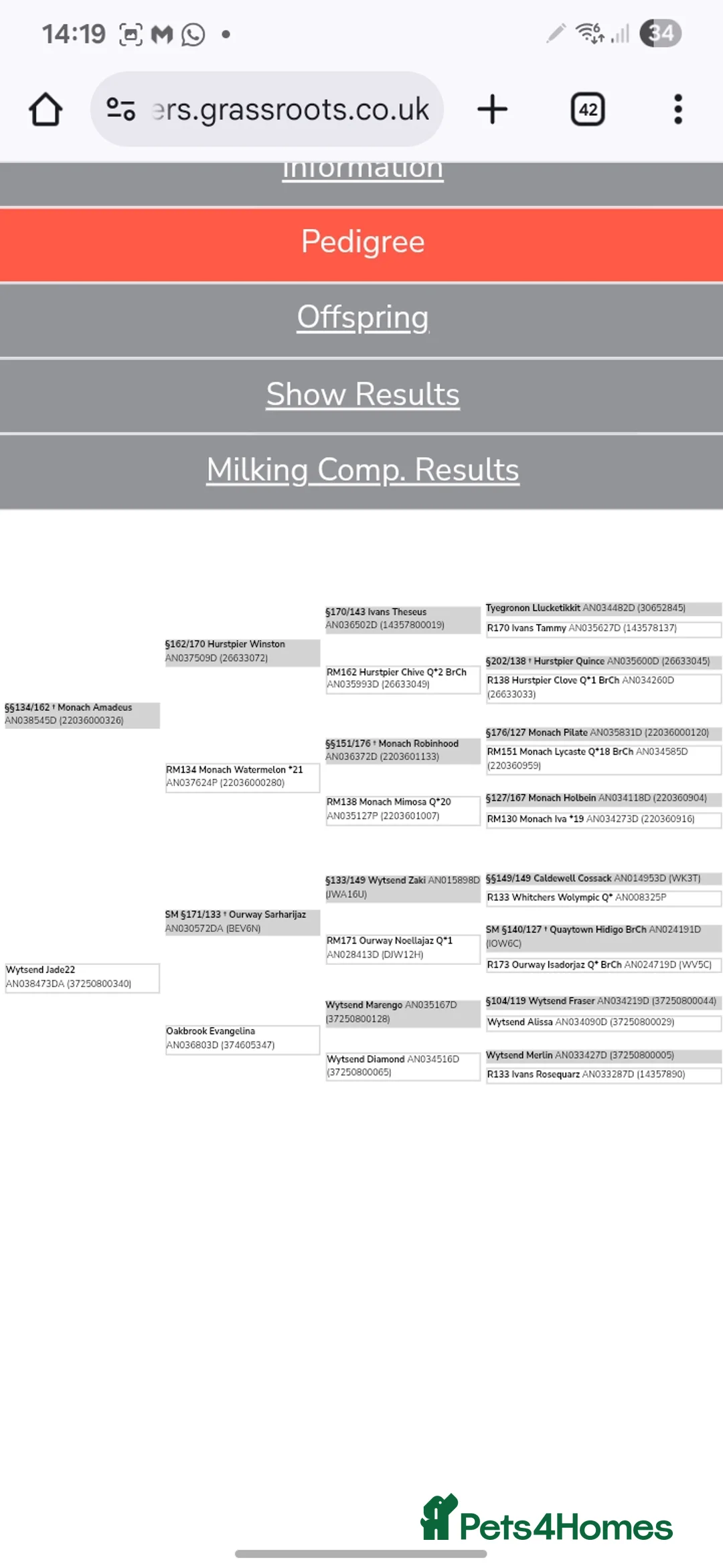 Goats livestock for sale: 2 anlgo nubian billies - Advert 4