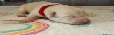 Labrador Retriever 4