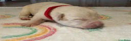 Labrador Retriever dogs for sale: Stunning Silver Charcoal Champagne Labrador pups - Advert 13