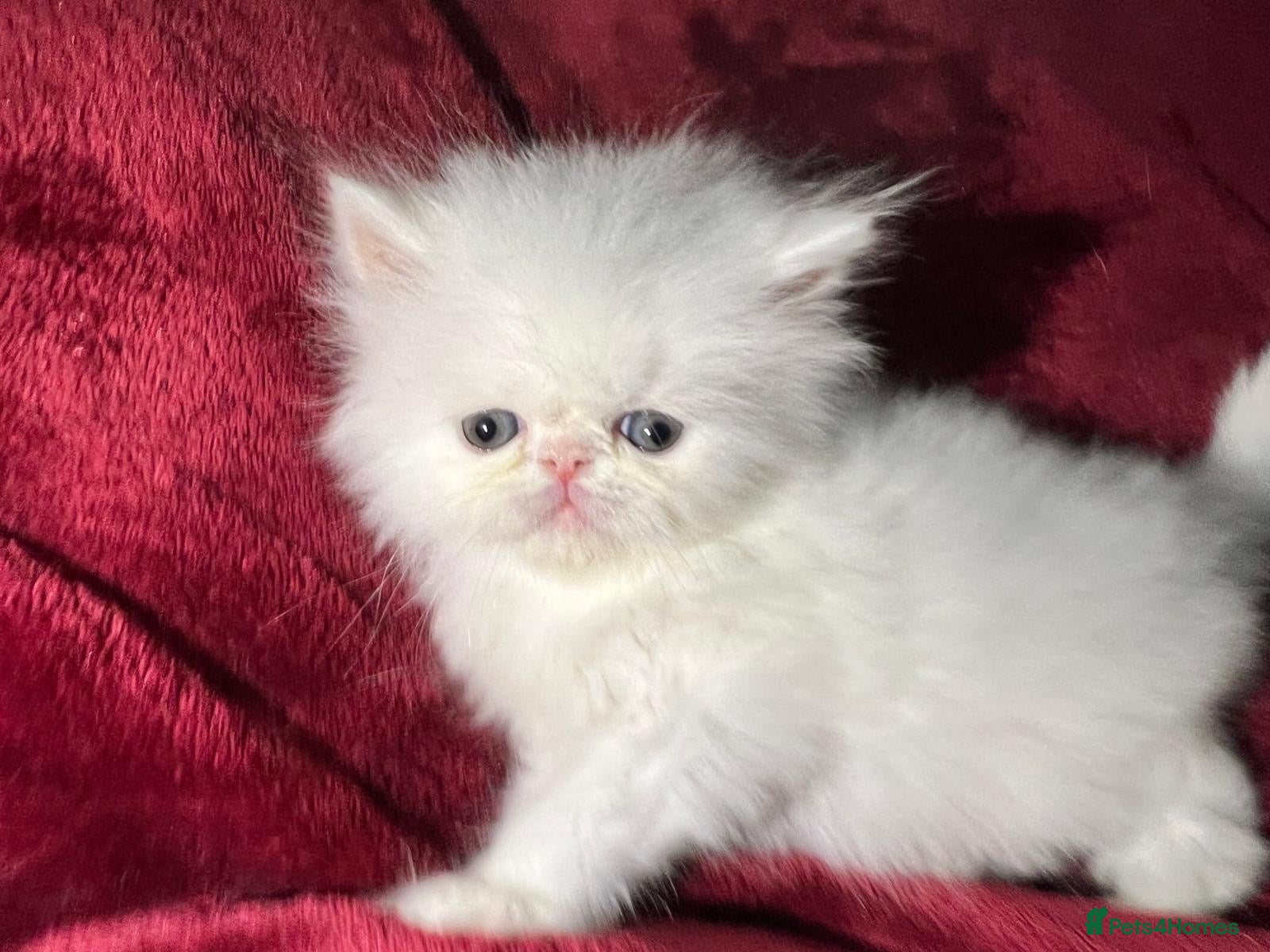 Persian cats cute Persian kittens looking for a home  - Advert 11