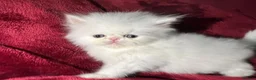 Persian cats for sale: cute Persian kittens looking for a home  - Advert 1