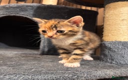 Domestic Shorthair cats for sale: Kittens - Image 4