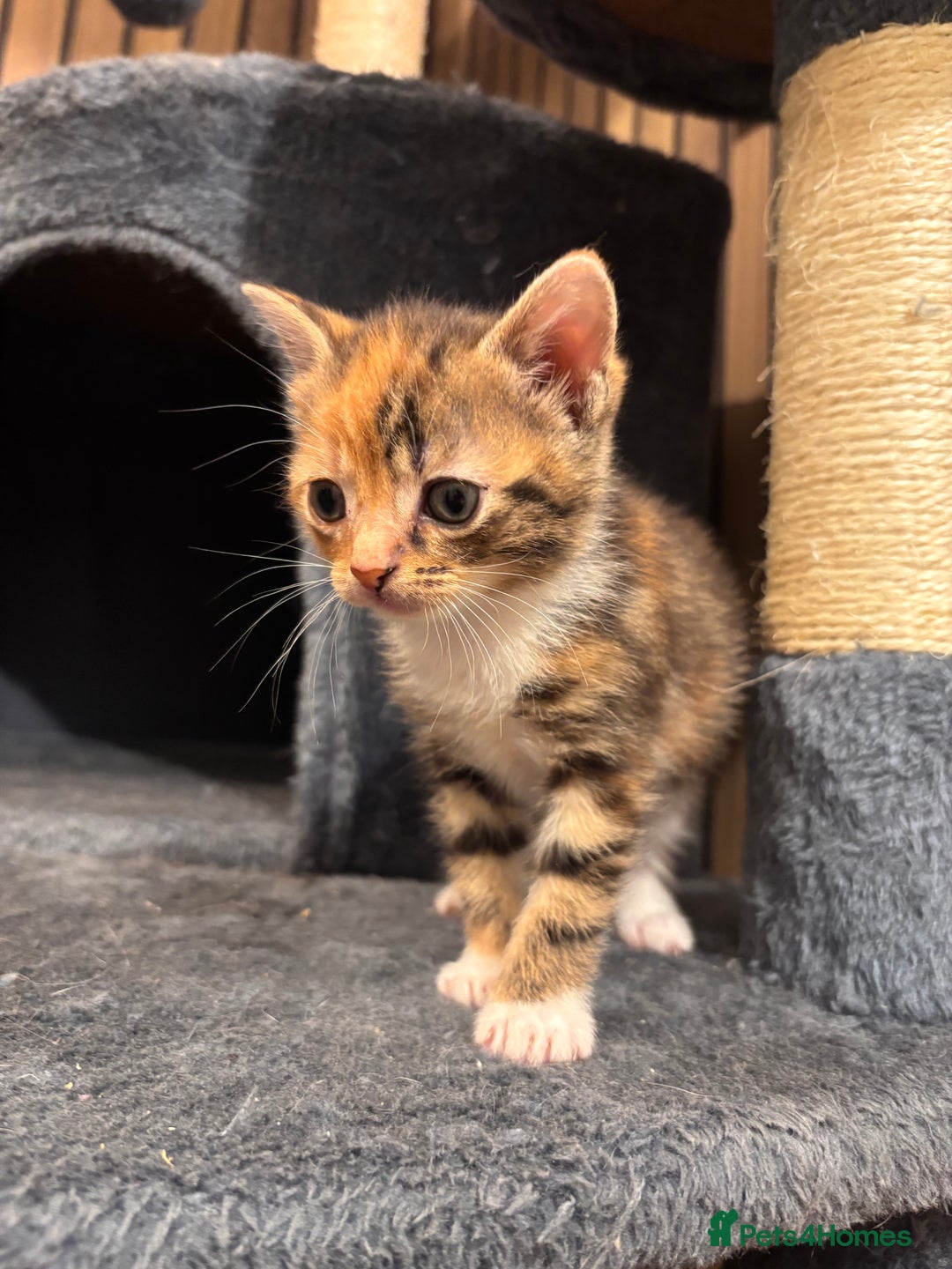 Domestic Shorthair cats for sale: Kittens - Image 4