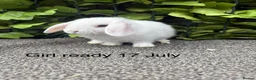 Mini Lop rabbits for sale: Adorable friendly mini lop babies  - Advert 3