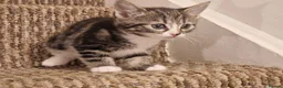 Mixed Breed cats for sale: Beautiful Kittens Ready for Their Forever Homes in Stirling - Advert 10