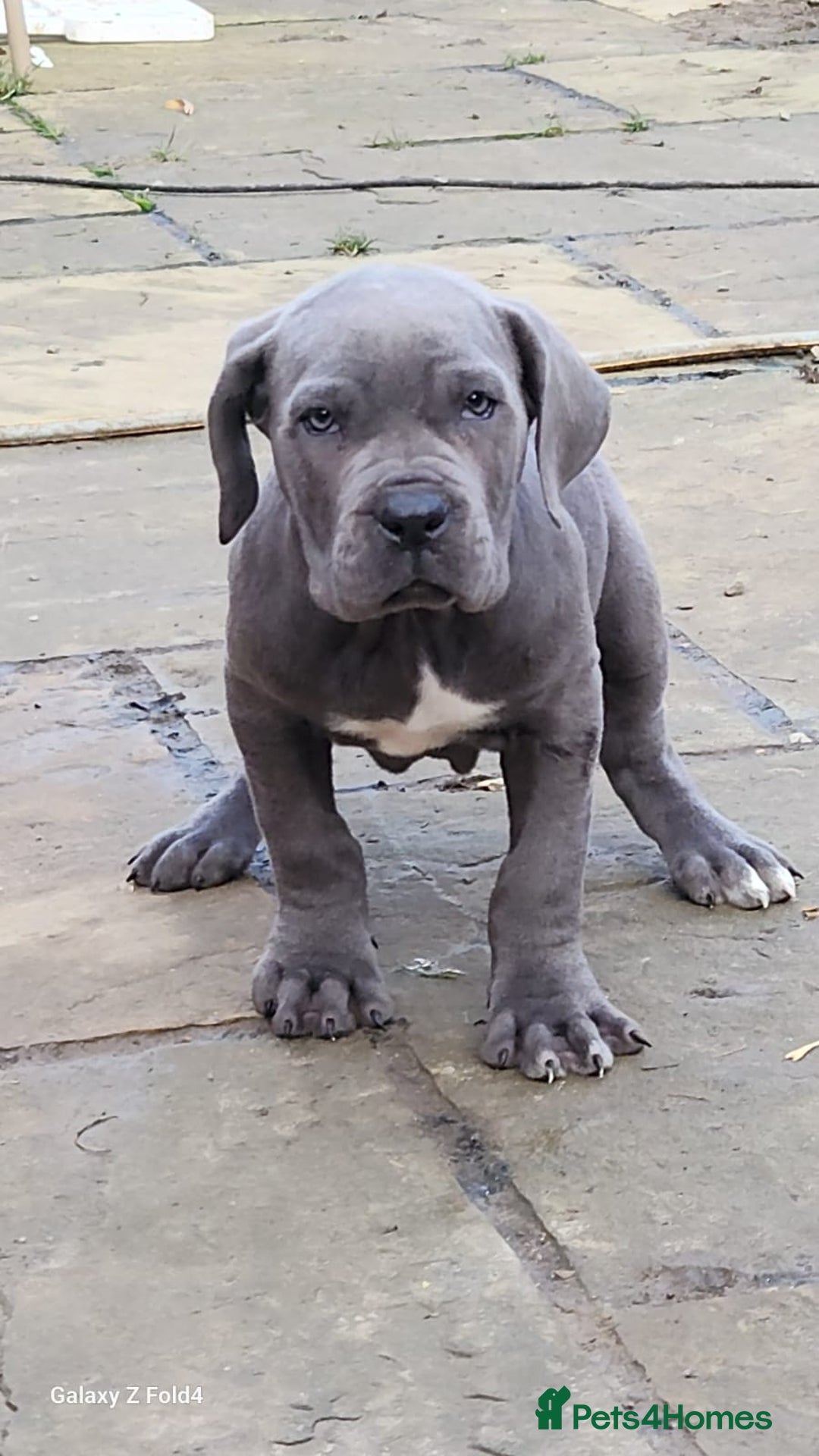 Cane Corso dogs for sale: Champion Blood Line Cane Corso Puppies - Advert 4