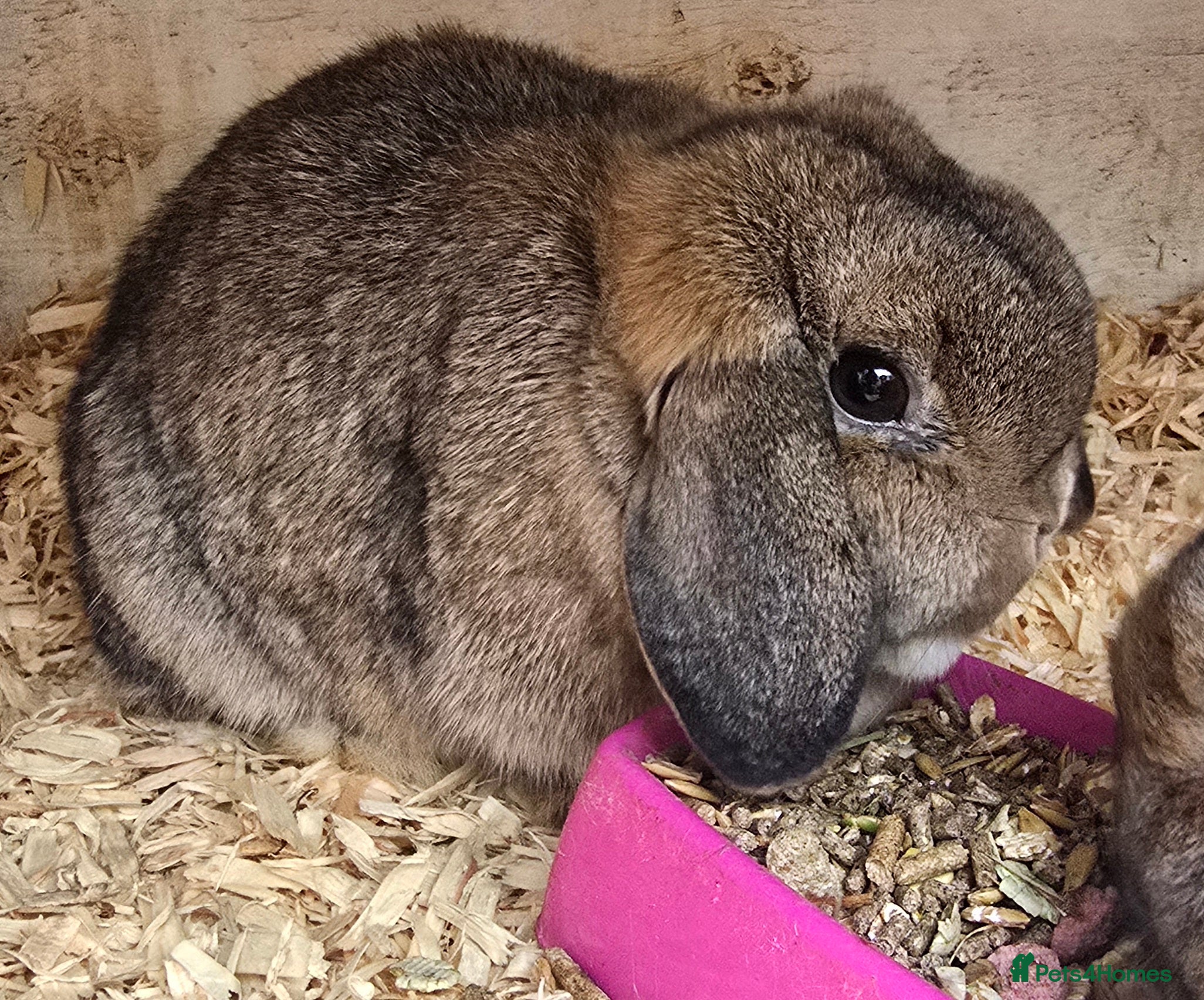 Mini Lop rabbits 3 gorgeous mini lops does available  - Advert 12