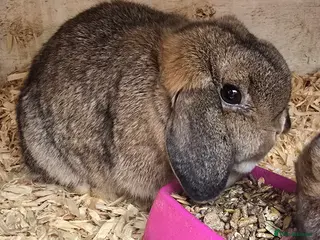 Mini Lop rabbits 3 gorgeous mini lops does available - Advert 12